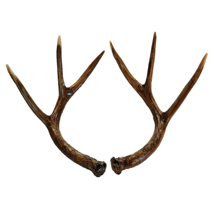 Deer Rattle Antlers