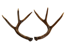 Deer Rattle Antlers